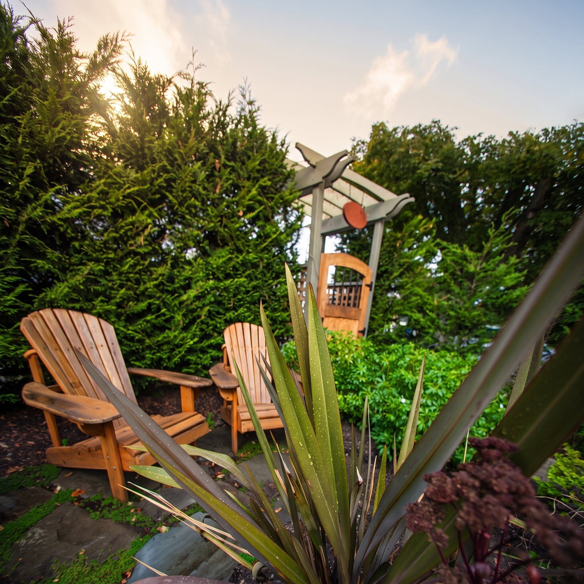 Two cedar Adirondack chairs in a planted corner under a tall hedge, a wooden arbour gate behind and flax in the foreground, in late sun